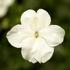 Impatiens, Imara Series