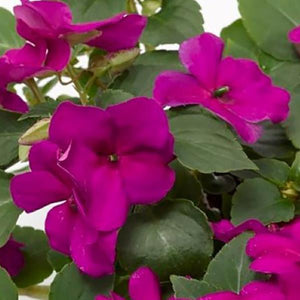 Impatiens, Imara Series