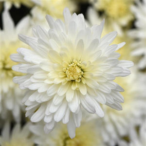 Fall Mum 'Tribeca White'