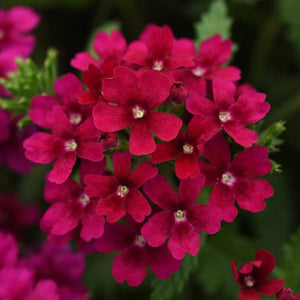 Verbena