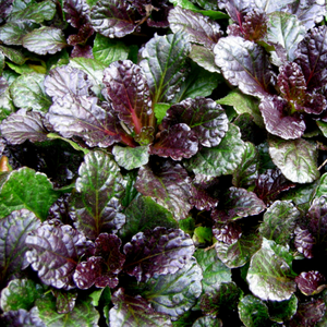 Ajuga Black Scallop, Colour Paradise, Kitchener Waterloo