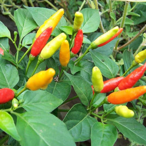 Pepper Tabasco, Colour Paradise, Kitchener Waterloo