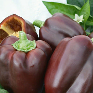 Pepper Chocolate Beauty, Colour Paradise, Kitchener Waterloo