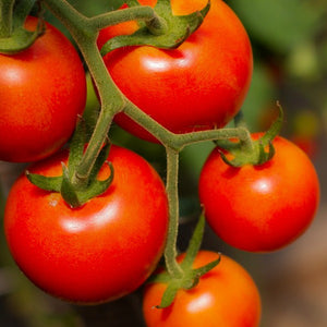 Tomato, Gardener's Delight