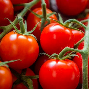 Tomato Large Red Cherry, Colour Paradise, Kitchener Waterloo
