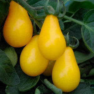 Tomato Yellow Pear, Colour Paradise, Kitchener Waterloo