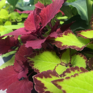 Coleus Planter, 19" Pot