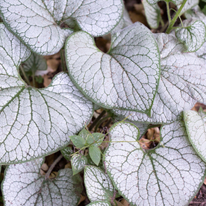 Brunnera Silver Heart, Colour Paradise, Kitchener Waterloo