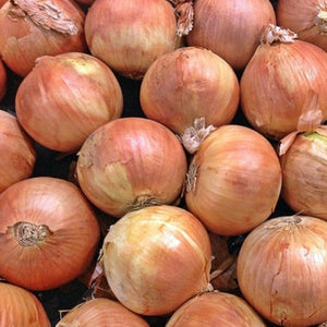 Onion, Yellow Sweet Spanish