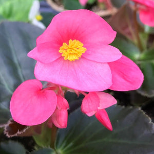 Begonia Big,  Colour Paradise, Kitchener Waterloo