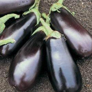 Eggplant, Classic