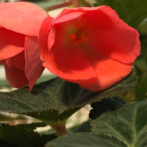 Begonia Illumination, Colour Paradise, Kitchener Waterloo