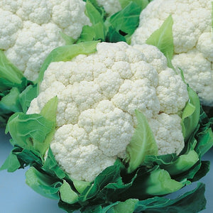 Cauliflower, Snow Crown
