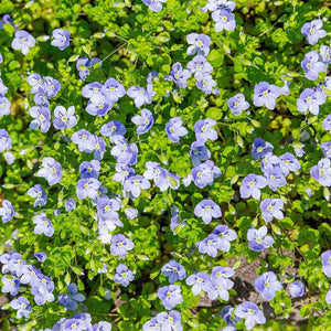 Veronica repens