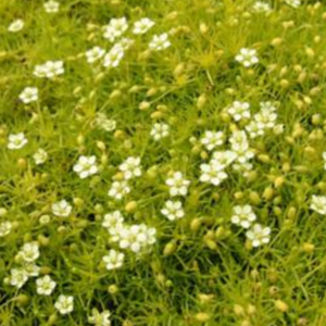 Sagina Aurea Scotch Moss