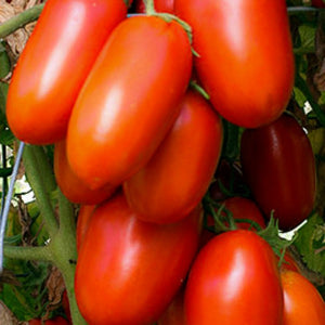 Tomato La Roma III, Colour Paradise, Kitchener Waterloo
