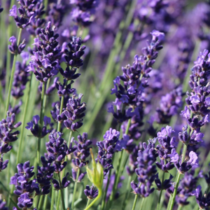 Lavendula Hidcote Blue, Lavender, Colour Paradise, Kitchener Waterloo