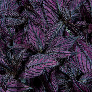 Persian Shield