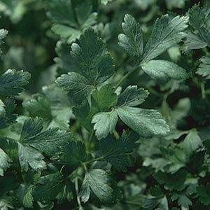 Parsley, Italian Dark Single