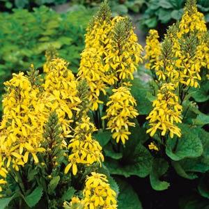 Ligularia Little Lantern