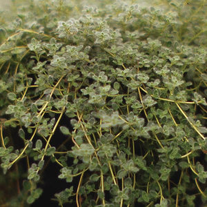 Thyme, Woolly
