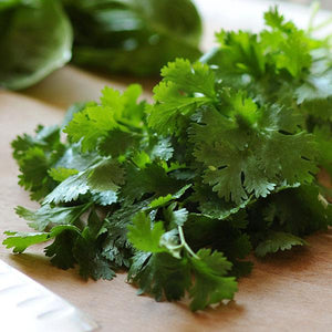 Cilantro, Santo