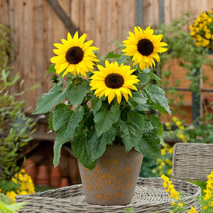 Sunflower, Sunbuzz