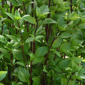 Basil, Everleaf Thai Towers