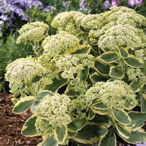 Sedum Frosted Fire