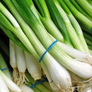 Onion, Green Banner Bunching