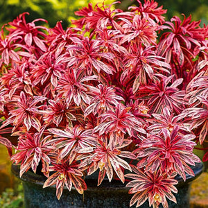 Euphorbia Frosted Flame