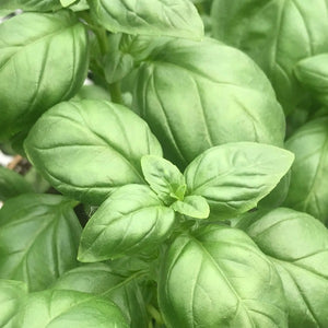 Basil, Emerald Towers