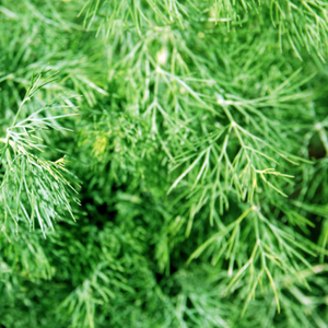 Dill, Fernleaf