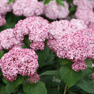 Hydrangea Incrediball Blush, Colour Paradise, Kitchener Waterloo