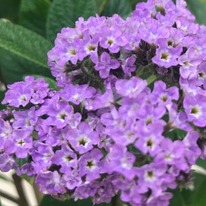 Heliotrope standard treeform, Colour Paradise, Kitchener Waterloo