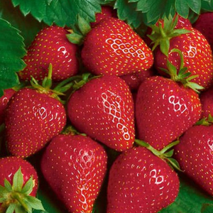 Strawberry, Everbearing