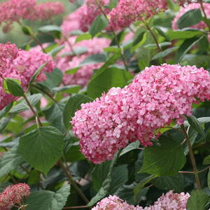 Hydrangea Invincibelle Spirit II, Colour Paradise, Kitchener Waterloo