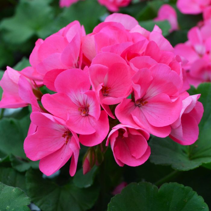 Geranium, Zonal (Upright) - Colour Paradise Greenhouses