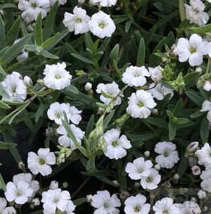Gysophila Filou White