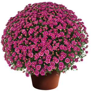 Fall Mum 'Chelsey Pink'