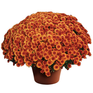 Fall Mum 'Beverly Bronze'