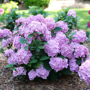 Hydrangea Let's Dance Sky View