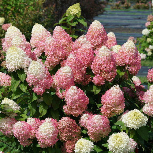 Hydrangea Quick Fire Fab
