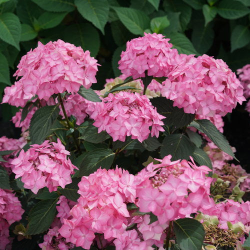 Hydrangea, Let's Dance Can Do