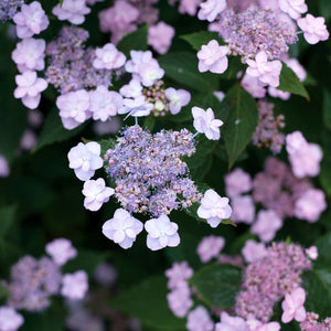 Hydrangea Tiny Tuff Stuff