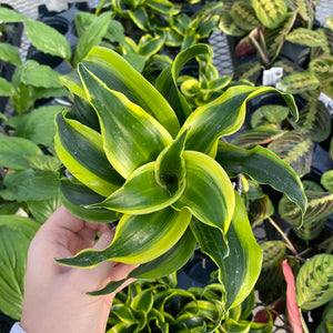 Dracaena Yellow Tornado