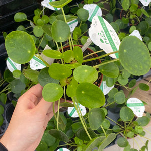 Pilea Peperomioides