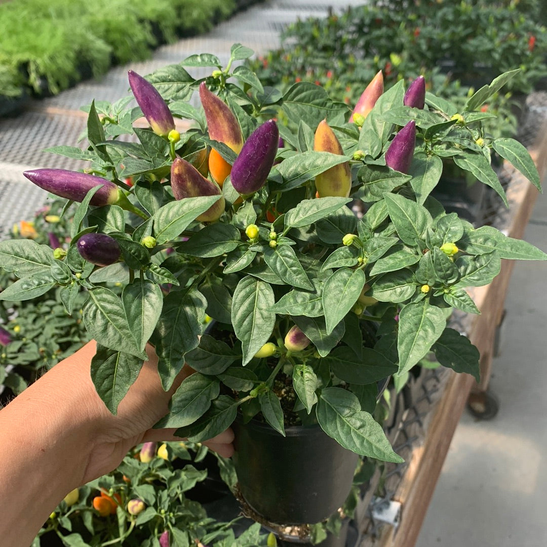 Ornamental Pepper