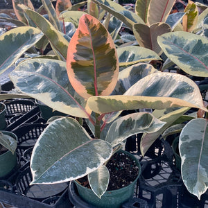 Ficus Tineke