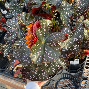 Begonia Crackling Rosie